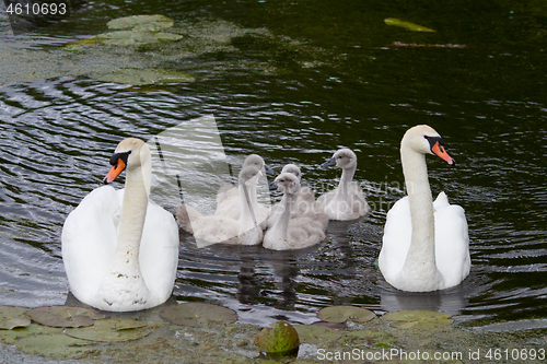 Image of Swans and cygnets