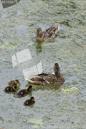 Image of Ducks 