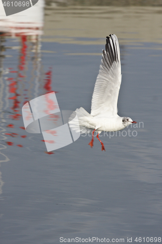 Image of Seagull