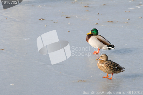 Image of Ducks on ice