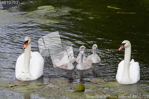 Image of Swans and cygnets