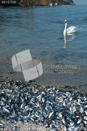 Image of Swans 