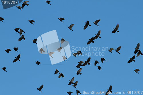 Image of Birds flying