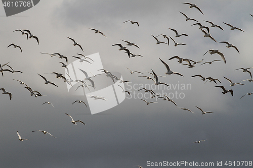Image of Seagull