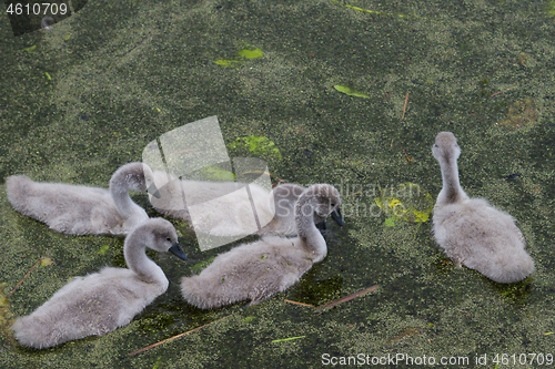 Image of Cygnets