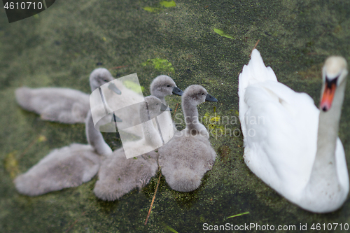 Image of Swans and cygnets