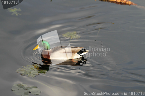 Image of Ducks 