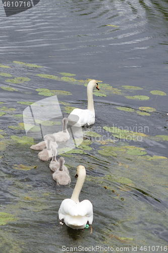 Image of Swans and cygnets