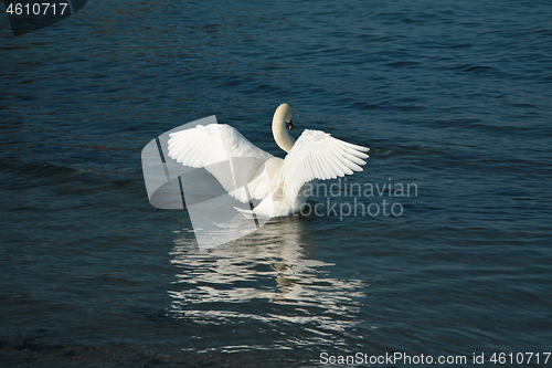 Image of Swans 