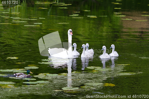 Image of Swans and cygnets