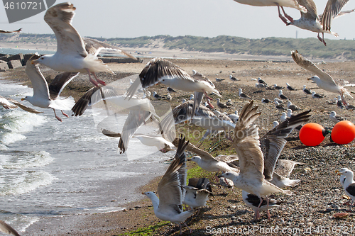 Image of Seagull Iat the coast