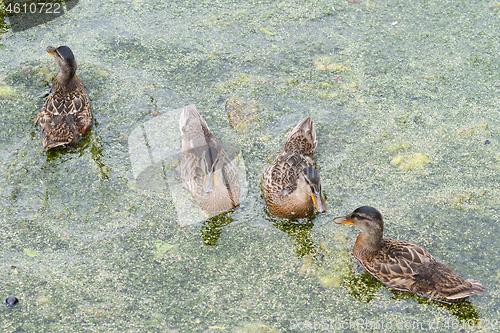 Image of Ducks 