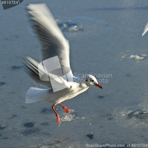 Image of Seagull