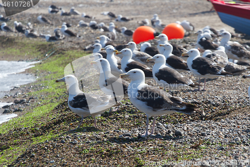 Image of Seagull Iat the coast