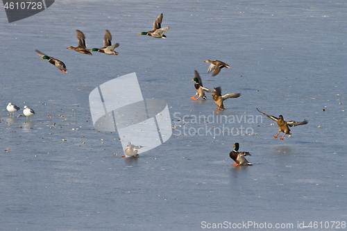 Image of Ducks on ice