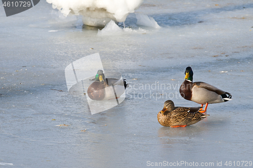 Image of Ducks on ice