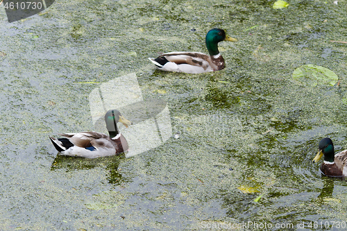 Image of Ducks 