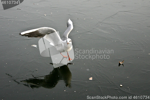 Image of Seagull