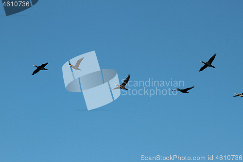 Image of Birds flying