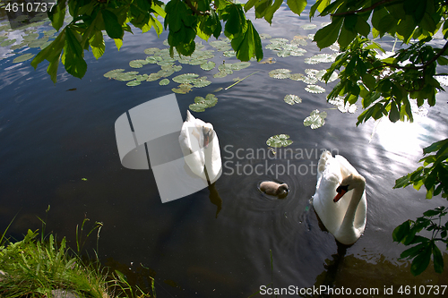 Image of Swans 