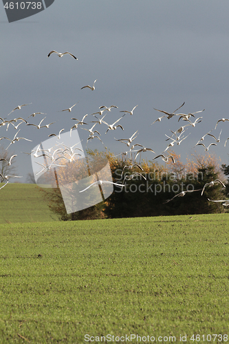 Image of Seagull