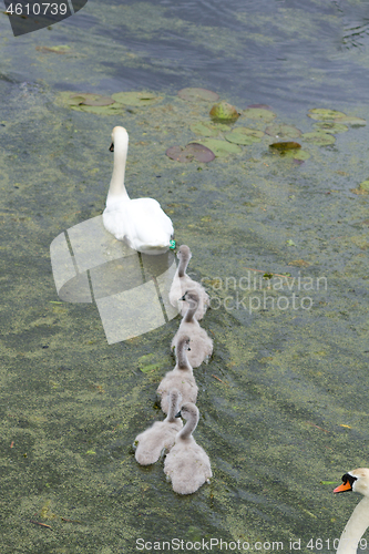 Image of Swans and cygnets