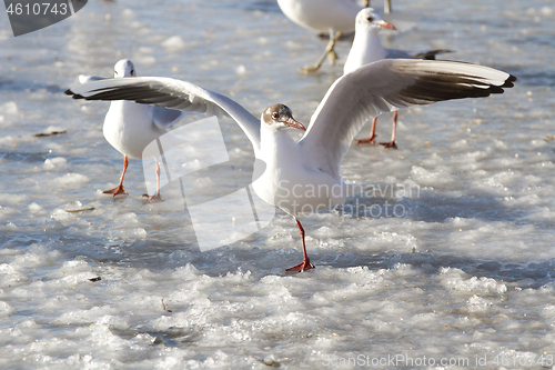 Image of Seagull