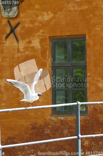 Image of Seagull