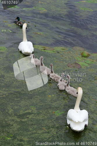 Image of Swans and cygnets