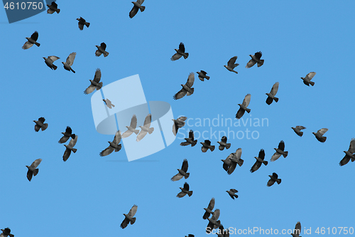 Image of Birds flying