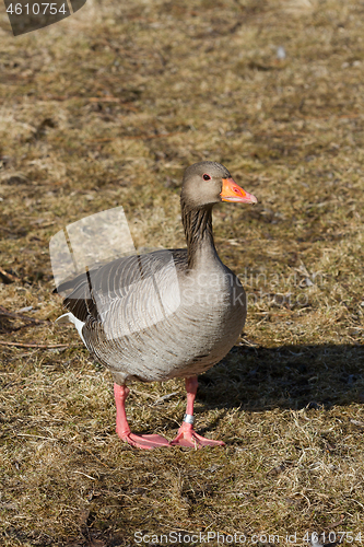 Image of  geese