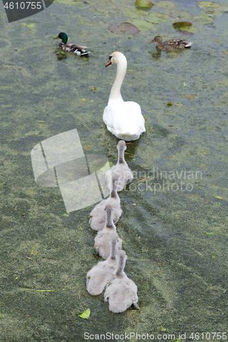 Image of Swans and cygnets