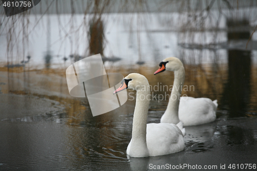 Image of Swans 