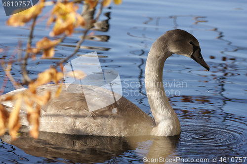 Image of Swans 