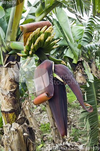 Image of Bunch of bananas
