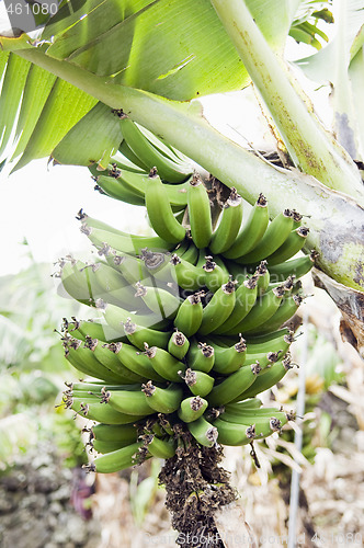 Image of Bunch of bananas