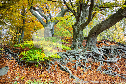 Image of view of autumn trees with yellow leaves on branches