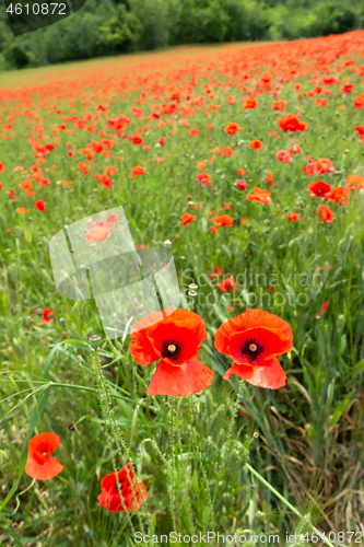 Image of poppy field