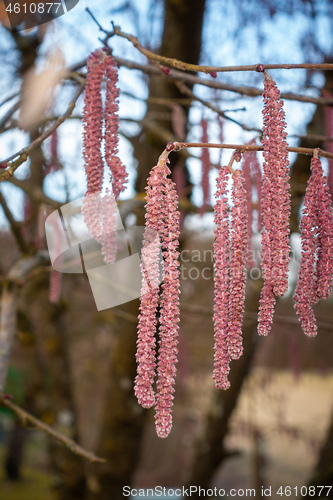 Image of some hazelnut blossoms for allergy illustrations