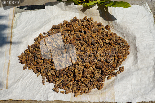 Image of coffee beans at Bali Indonesia