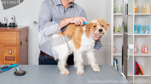 Image of Sweet Dog Grooming