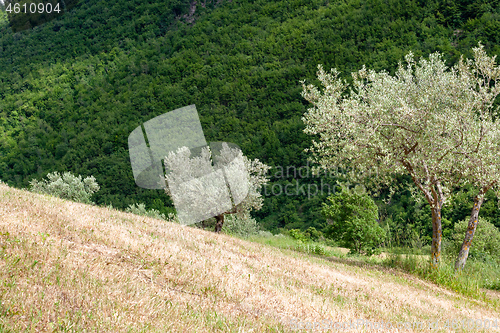 Image of old olive tree