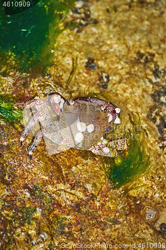 Image of Crab on Rock