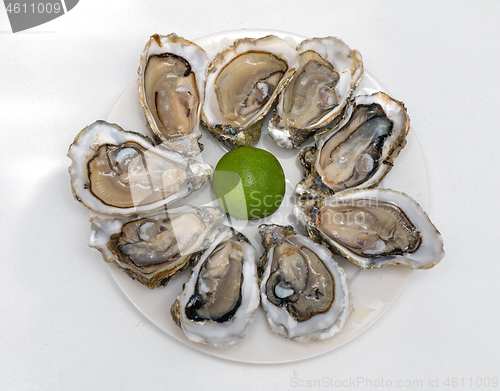 Image of Served Oysters