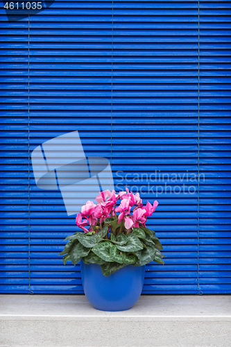 Image of Blue Flower Pot