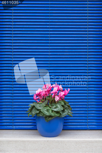 Image of Blue Flower Pot