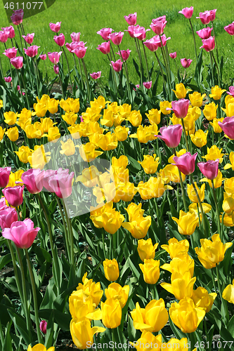 Image of Beautiful bright colorful tulips