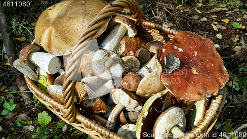 Image of Basket with edible mushrooms