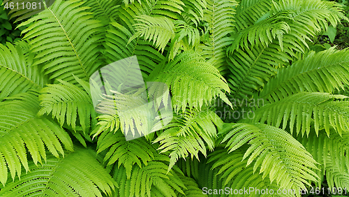 Image of Green fresh fern branches