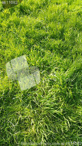 Image of Fresh green grass texture